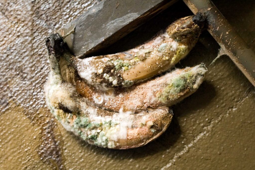 "Moldy Bananas after Hurricane Katrina", New Orleans, Louisiana, USA (September 16, 2005)