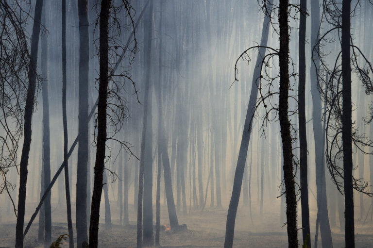 "Smoky Forest #3", Fort Providence, Northwest Territories, Canada (2015)