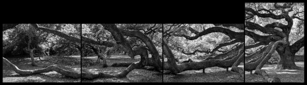 "Angel Oak Four Panel", Johns Island, South Carolina (2001)