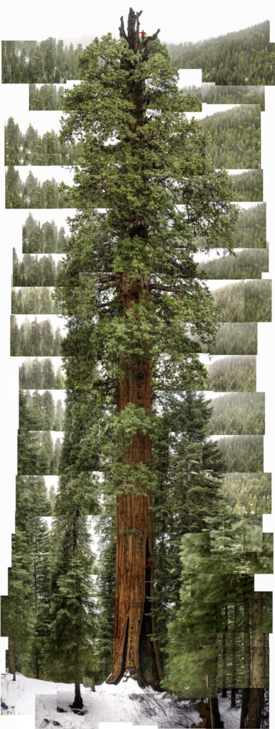 "Giant Sequoia 'Stagg'", Camp Nelson, California, USA (December 28, 2001)