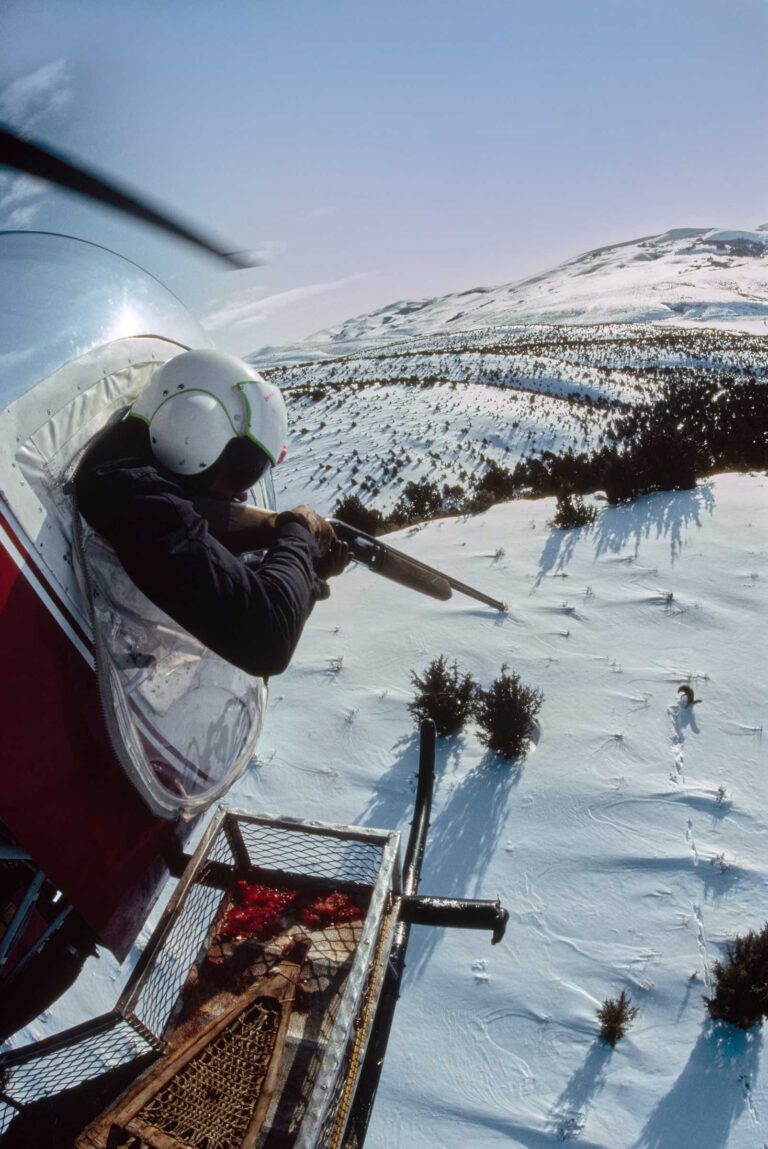 "Aerial Hunt for Coyote", Near Utah/Idaho Border, USA (1982)