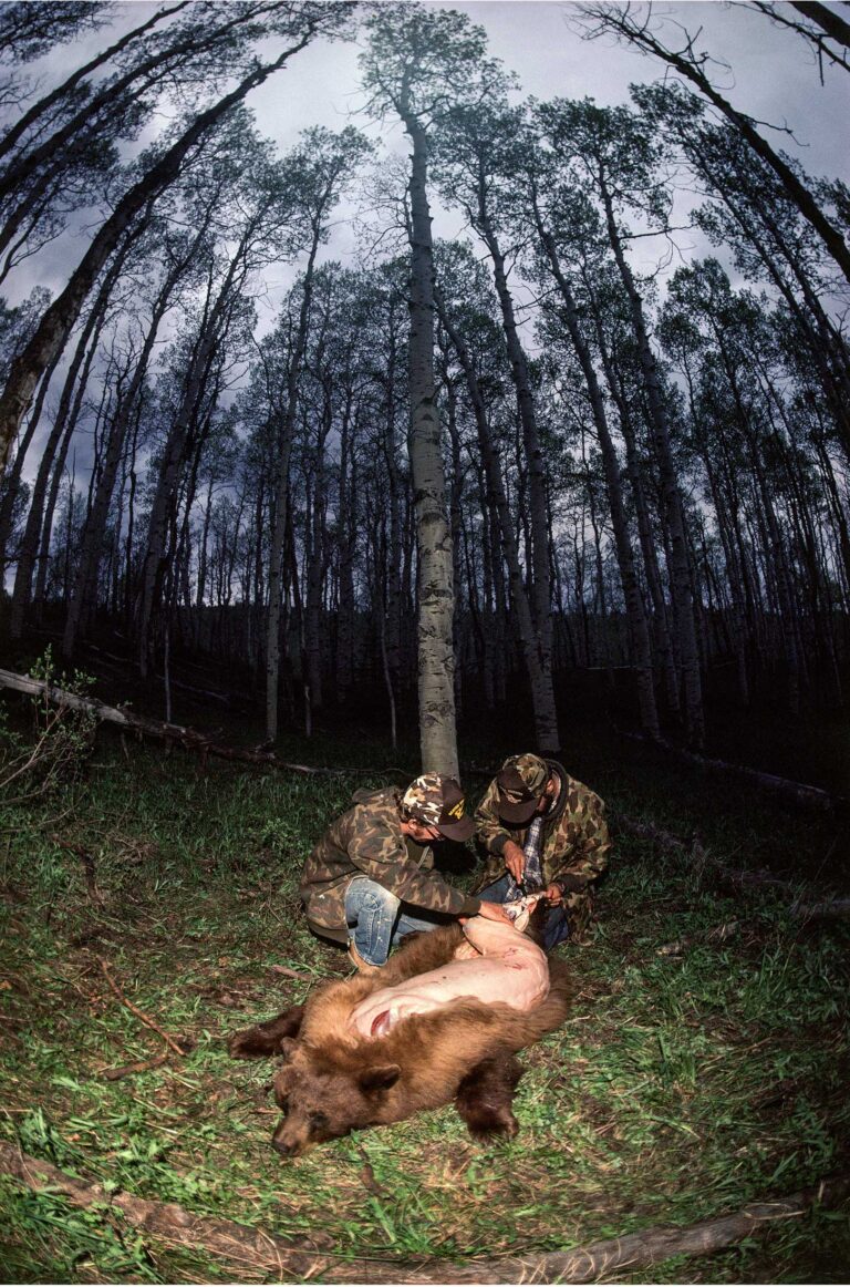 "Bear Skinning", Uncompahgre, Colorado, USA (1983)