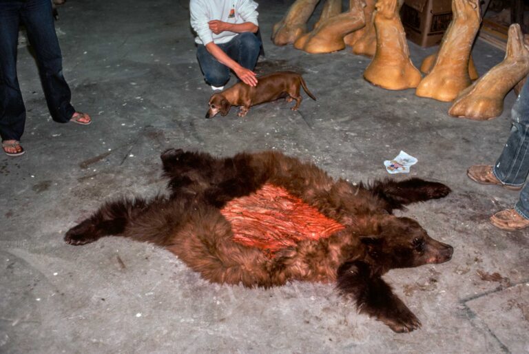 "Dachshund and Bear", Montrose, Colorado, USA (1983)