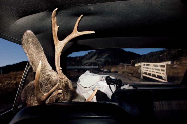 "Deer in a Black Car", Meeker, Colorado, USA (1983)