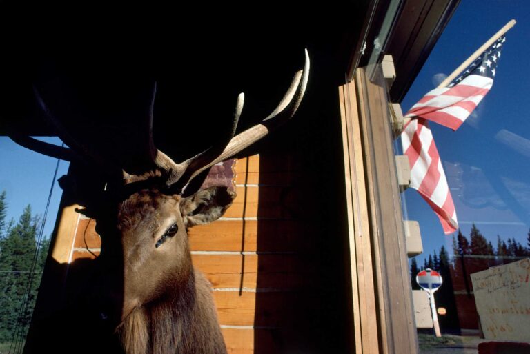 "Elk Head with Flag", Colter Pass, Montana, USA (1983)