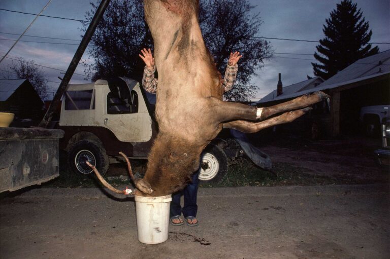"Elk in Bucket", Meeker, Colorado, USA (1982)
