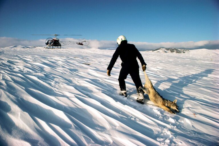 "Helicopter with Coyote", Northern Utah, USA (1981)
